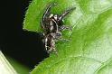 Pellenes_tripunctatus_D3055_Z_87_NP De Hoge Veluwe_Nederland